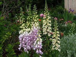 100 Pcs Digitalis Foxglove Excelsior Hybrids