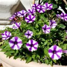200 Pcs Petunia Heirloom SeedsHarvest by ourselves