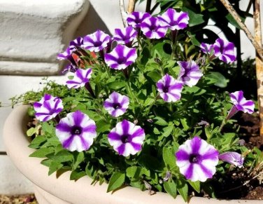 200 Pcs Petunia Heirloom SeedsHarvest by ourselves
