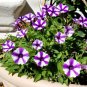 200 Pcs Petunia Heirloom SeedsHarvest by ourselves