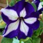 200 Pcs Petunia Heirloom SeedsHarvest by ourselves