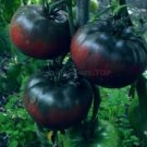 100 Pcs Tomato Large Black Organic Vegetables Seeds 100 Pcs Tomato Large Black Organic Vegetables Seeds