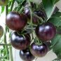 100 Pcs Tomato Large Black Organic Vegetables Seeds