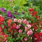 20 Pcs Red Garden Balsam Organic Female Flower Seeds