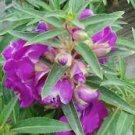 20 Pcs Purple Balsam Perennial Flower Seeds