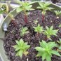 20 Pcs Balsam Purely White Perennial Flower