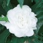 20 Pcs Balsam Purely White Perennial Flower