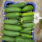 20 Pcs Cucumber Japanese Short Thick Vegetable Seeds