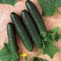 20 Pcs Cucumber Dark Green Crisp Barbed Vegetable Seeds