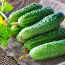 20 Pcs Cucumber Mixed Mini Small Medium Large Vegetable Seeds 20 Pcs Cucumber Mixed Mini Small Medium Large Vegetable Seeds