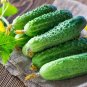 20 Pcs Cucumber Mixed Mini Small Medium Large Vegetable Seeds