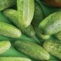 20 Pcs Cucumber Mixed Mini Small Medium Large Vegetable Seeds