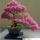 40 Pcs Crape Myrtle Bonsai Mixed Perennial Tree Flower Seeds
