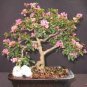 40 Pcs Crape Myrtle Bonsai Mixed Perennial Tree Flower Seeds