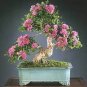 40 Pcs Crape Myrtle Bonsai Mixed Perennial Tree Flower Seeds