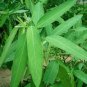 6 Pcs Codariocalyx Motorius Telegraph Plant Seeds