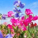 10 Pcs Sweet Pea Mixed Flower Seeds 10 Pcs Sweet Pea Mixed Flower Seeds
