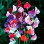 10 Pcs Sweet Pea Mixed Flower Seeds