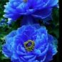 5 Pcs Peony Dark Blue Climbing Flower Seeds