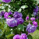 50 Pcs Rose Purple Compact Climbing Flower Seeds 50 Pcs Rose Purple Compact Climbing Flower Seeds