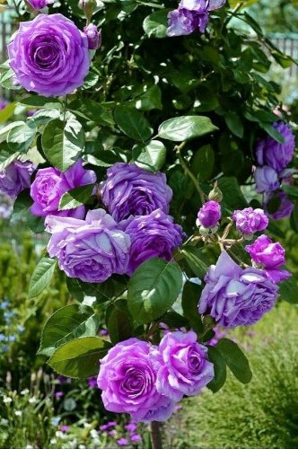 50 Pcs Rose Purple Compact Climbing Flower Seeds