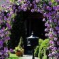 50 Pcs Rose Purple Compact Climbing Flower Seeds