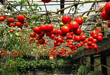 100 Pcs Tomato Tsifomandra Giant Vegetable
