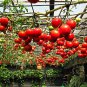 100 Pcs Tomato Tsifomandra Giant Vegetable