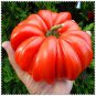 100 Pcs Tomato Tsifomandra Giant Vegetable
