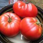 100 Pcs Tomato Tsifomandra Giant Vegetable