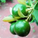 20 Pcs Lemon Mexican Green Fruit Tree Seeds 20 Pcs Lemon Mexican Green Fruit Tree Seeds