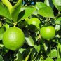 20 Pcs Lemon Mexican Green Fruit Tree Seeds
