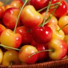 20 Pcs Rainier Cherry Stratified Tree Seeds 20 Pcs Rainier Cherry Stratified Tree Seeds