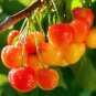 20 Pcs Rainier Cherry Stratified Tree Seeds