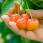 20 Pcs Rainier Cherry Stratified Tree Seeds