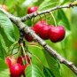 10 Pcs Dwarf Cherry Tree Self- Fertile Fruit Tree Bonsai Seeds