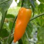 30 Pcs Chilli Bulgarian Carrot Pepper Green Orange Vegetable Seeds