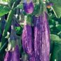 200 Pcs Eggplant 'Fairy Tale' Purple Yellow Vegetable Seeds