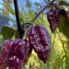15 Pcs Pepper Purple Ghost Bhut Jolokia 15 Pcs Pepper Purple Ghost Bhut Jolokia