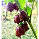10 Pcs Pepper Hot Black Carolina Reaper Chili Seeds 10 Pcs Pepper Hot Black Carolina Reaper Chili Seeds