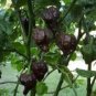 10 Pcs Pepper Hot Black Carolina Reaper Chili Seeds