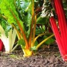 50 Pcs Beet Chard Rainbow Mix Vegetable Seeds 50 Pcs Beet Chard Rainbow Mix Vegetable Seeds