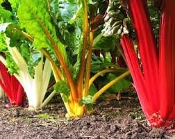 50 Pcs Beet Chard Rainbow Mix Vegetable Seeds
