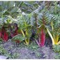 50 Pcs Beet Chard Rainbow Mix Vegetable Seeds