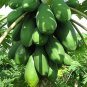 6 Pcs Papaya Giant Long Tree Fruit Seeds