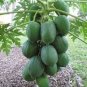 6 Pcs Papaya Giant Long Tree Fruit Seeds
