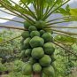 6 Pcs Papaya Giant Long Tree Fruit Seeds