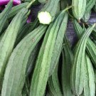 8 Pcs Loofah Giant Thick Climbing Sponge Gourd Seeds 8 Pcs Loofah Giant Thick Climbing Sponge Gourd Seeds
