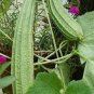 8 Pcs Loofah Giant Thick Climbing Sponge Gourd Seeds