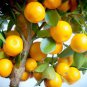 20 Pcs Orange Bonsai Potted Fruit Tree Seeds